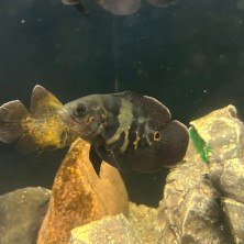 Pez Oscar tigre - Astronotus ocellatus MEDIANO