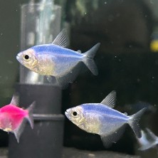 Pez Tetra Monjita Azul