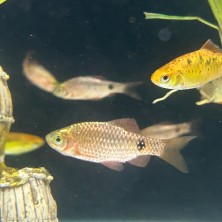 Pez Barbus Conchonius Neon  - Acuario Acuaworld