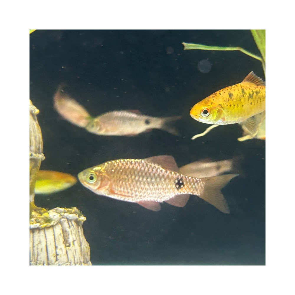 Pez Barbus Conchonius Neon  - Acuario Acuaworld