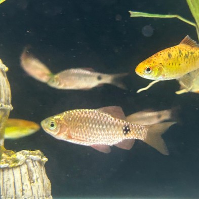 Pez Barbus Conchonius Neon  - Acuario Acuaworld
