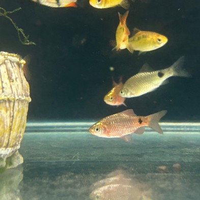Pez Barbus Conchonius Neon  - Acuario Acuaworld