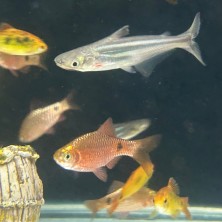 Pez Barbus Conchonius Neon  - Acuario Acuaworld