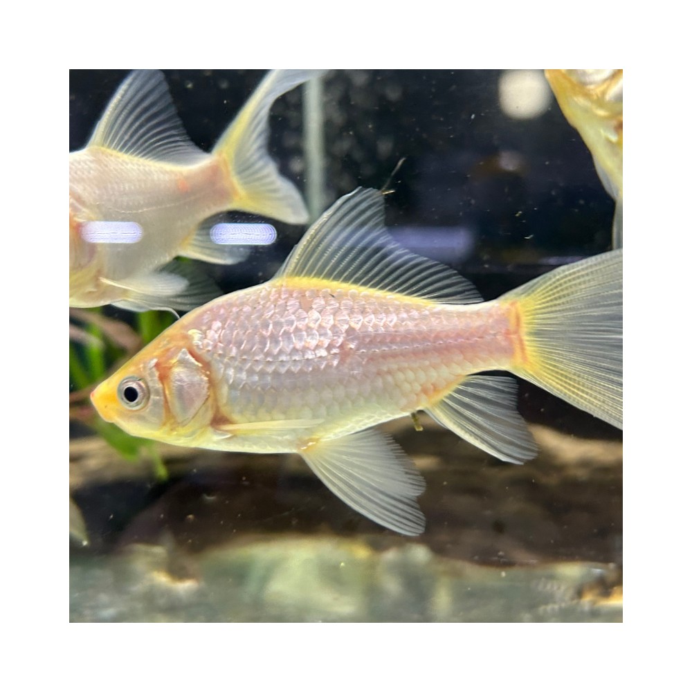 Pez carassius cometa agua fría - Acuario Acuaworld.