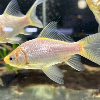 Pez carassius cometa agua fría - Acuario Acuaworld.