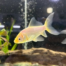 Pez carassius cometa agua fría - Acuario Acuaworld.