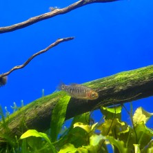 Pez Rasbora Esmeralda - agua templada