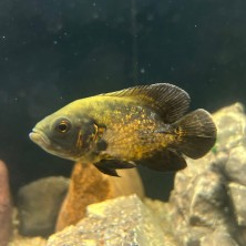 Pez Oscar Rubí - Astronotus Ocellatus