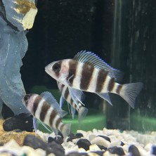 Pez Ciclido Cyphotilapia Frontosa - agua templada