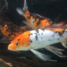 Pez Carpa tricolor - agua fría