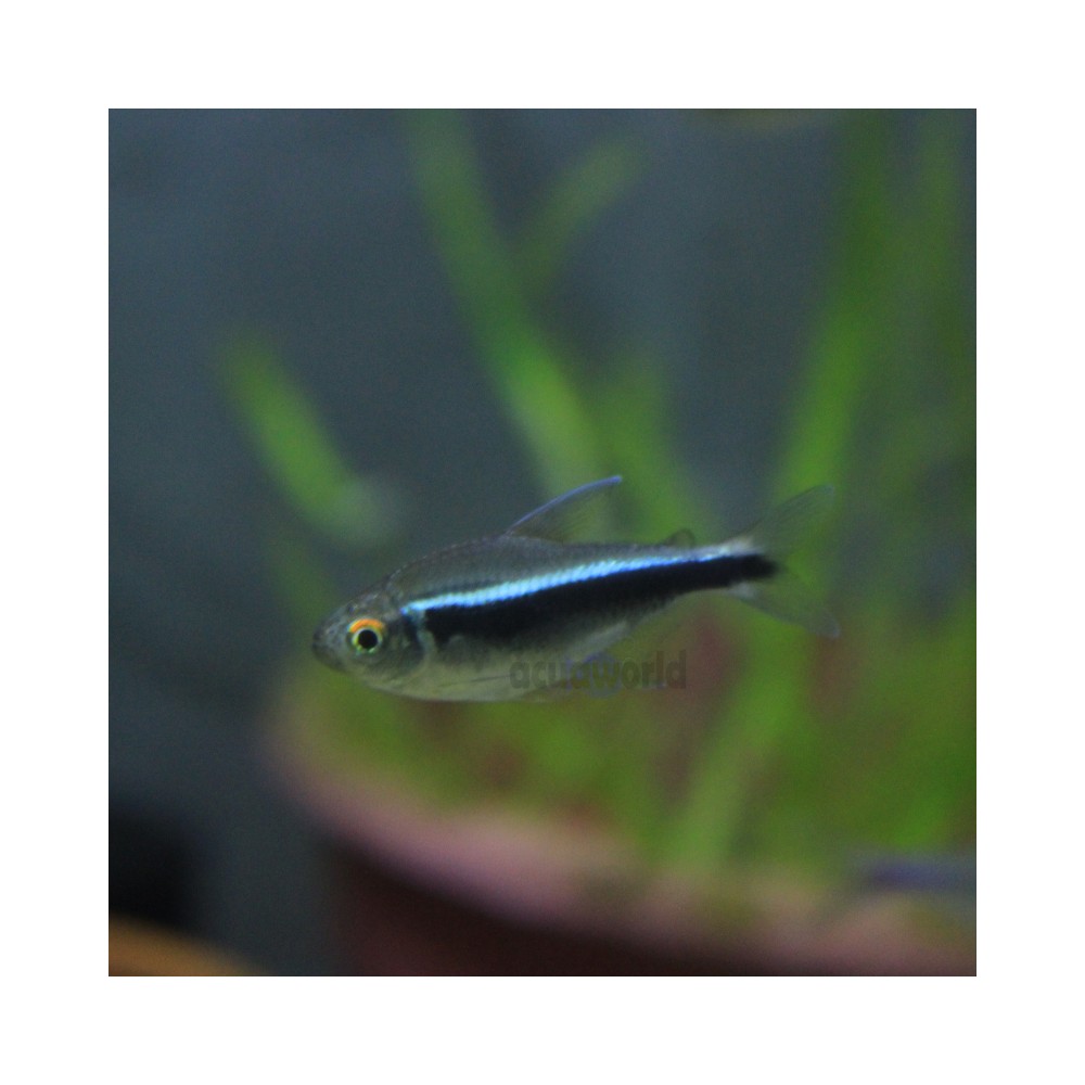 Pez Tetra Neon Negro - peces amazonicos