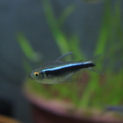 Pez Tetra Neon Negro - peces amazonicos