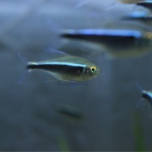Pez Tetra Neon Negro - peces amazonicos