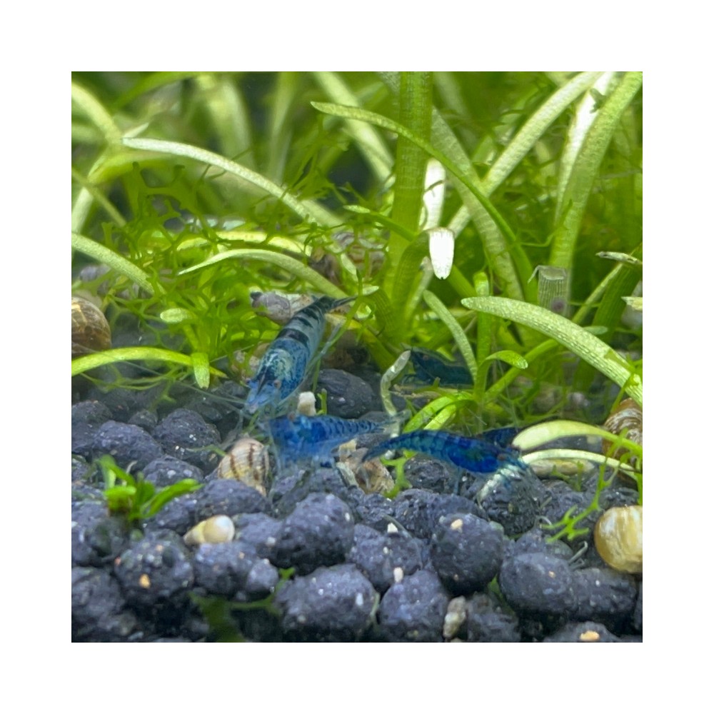 Camaron Gamba Neocaridina Azul - Acuario Acuaworld
