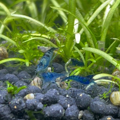 Camaron Gamba Neocaridina Azul - Acuario Acuaworld