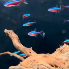 Pez Tetra Cardenal - agua templada