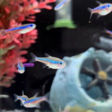 Pez Tetra Neon innesi - agua templada
