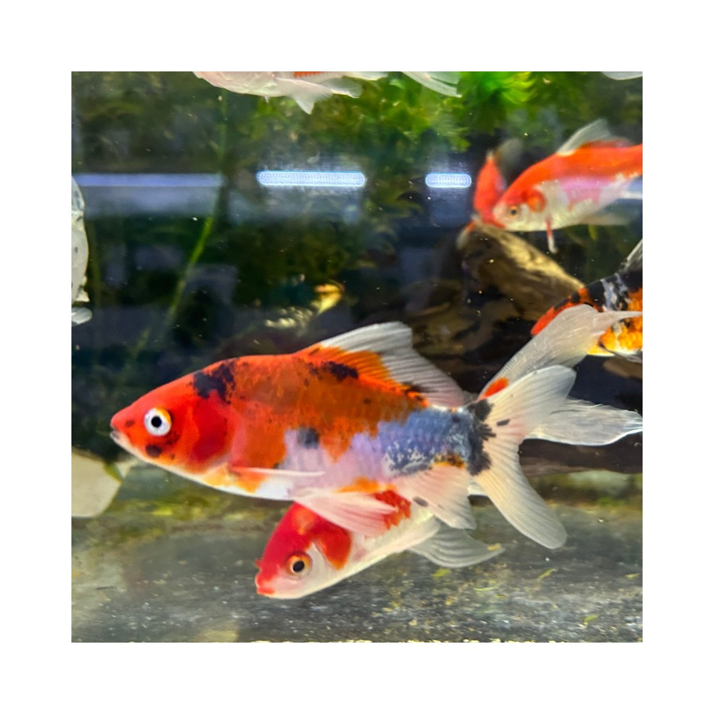 Pez carassius cometa calico agua fría - Acuario Acuaworld.
