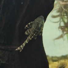 Pez Panaque maccus L104 / Pleco Payaso - agua templada