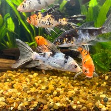 Pez Carpa de Velo 7cm - agua fría