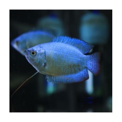 Pez Colisa super Blue - agua templada