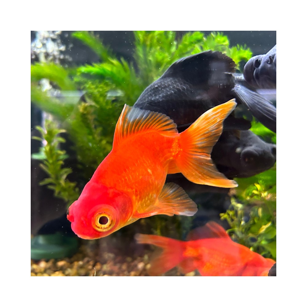 Image showcasing Image result for Interpretability Techniques