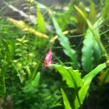 Camaron Gamba Neocaridina Roja - Acuario Acuaworld