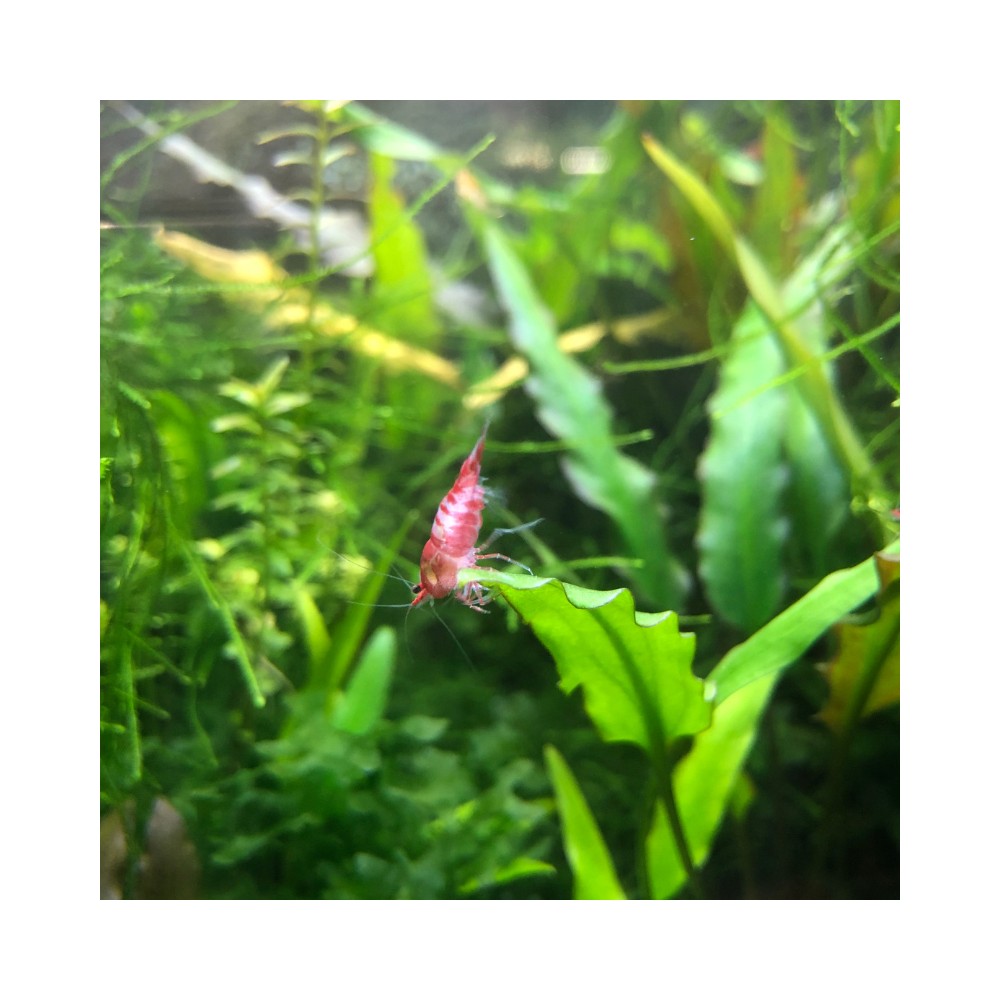 Camaron Gamba Neocaridina Roja - Acuario Acuaworld