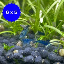 Camaron Gamba Neocaridina Azul - Acuario Acuaworld