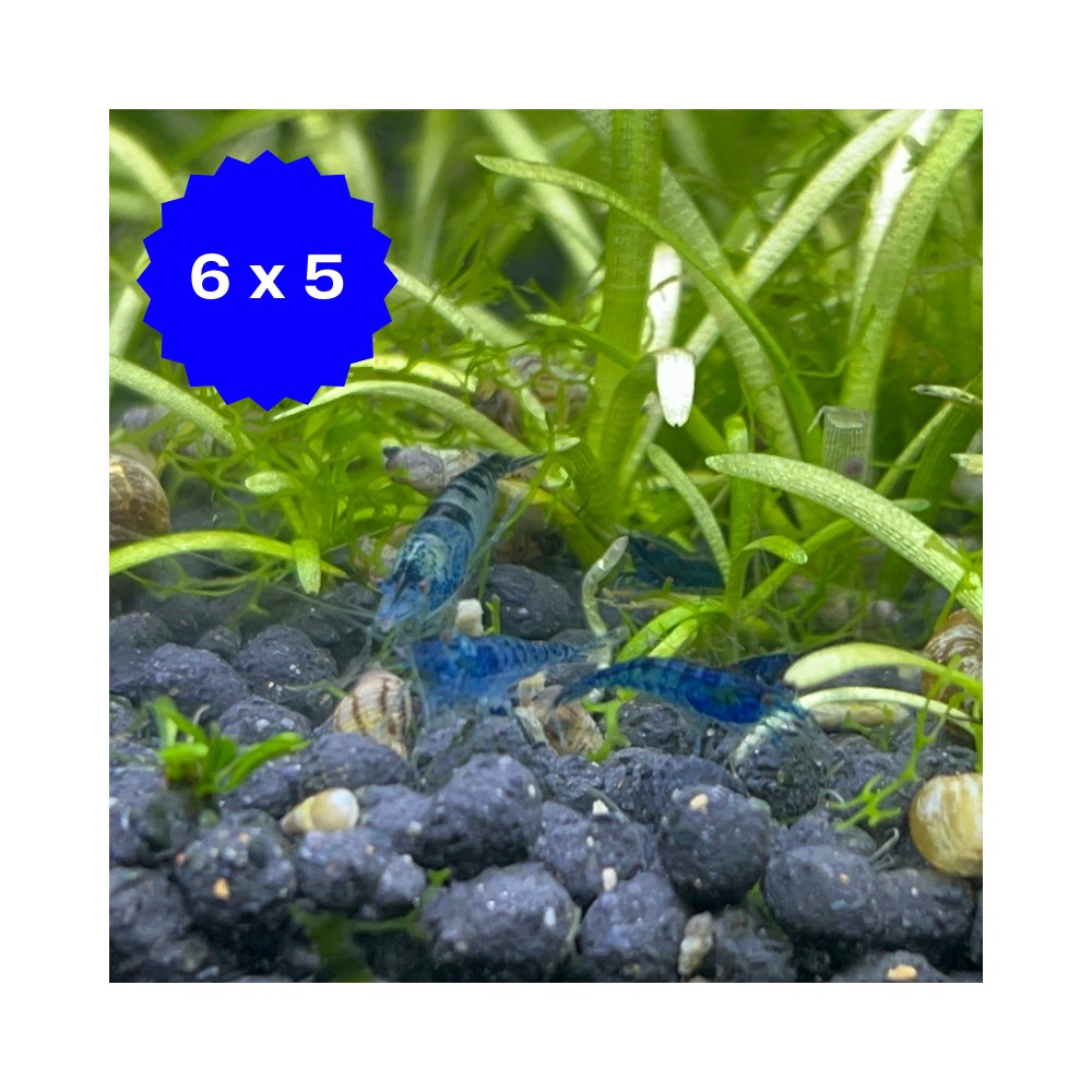 Camaron Gamba Neocaridina Azul - Acuario Acuaworld