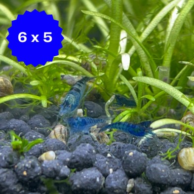 Camaron Gamba Neocaridina Azul - Acuario Acuaworld