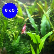 PROMO 6X5 Camaron Gamba Neocaridina Roja - agua templada