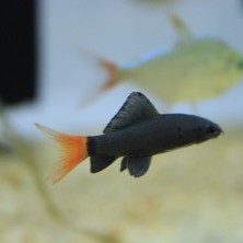 Pez Labeo Bicolor - Acuario Acuaworld