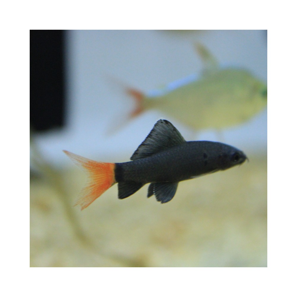 Pez Labeo Bicolor - Acuario Acuaworld