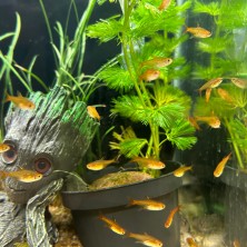 Pez Tetra Ámbar - Tetra Ember (Hyphessobrycon amandae)