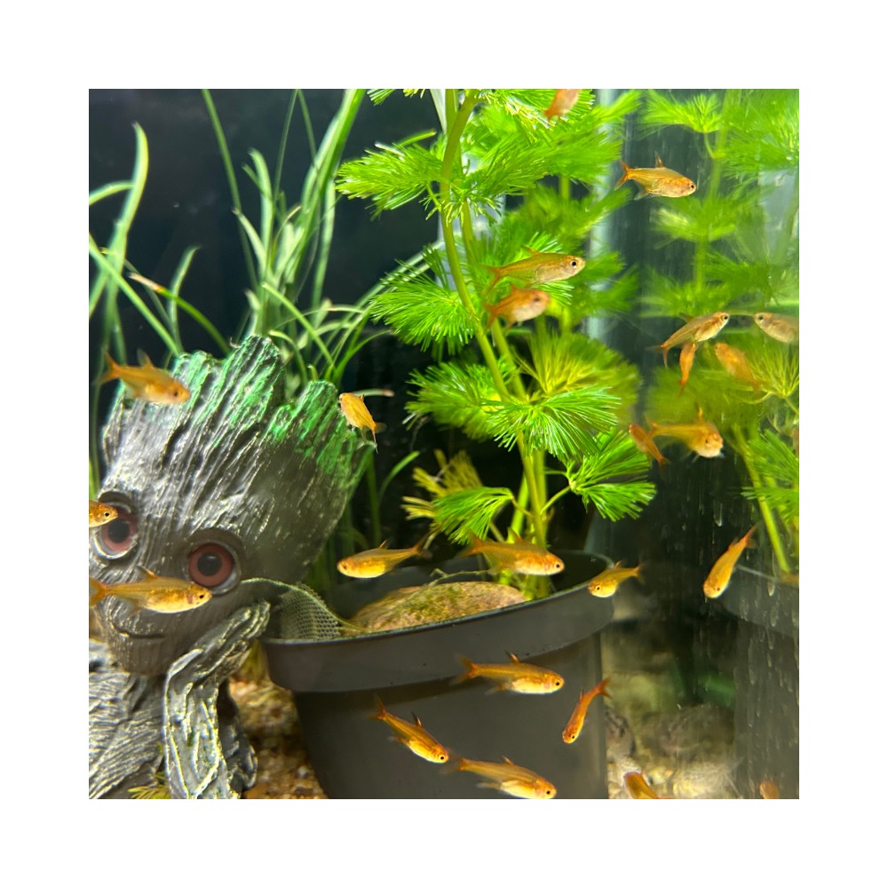 Pez Tetra Ámbar - Tetra Ember (Hyphessobrycon amandae)