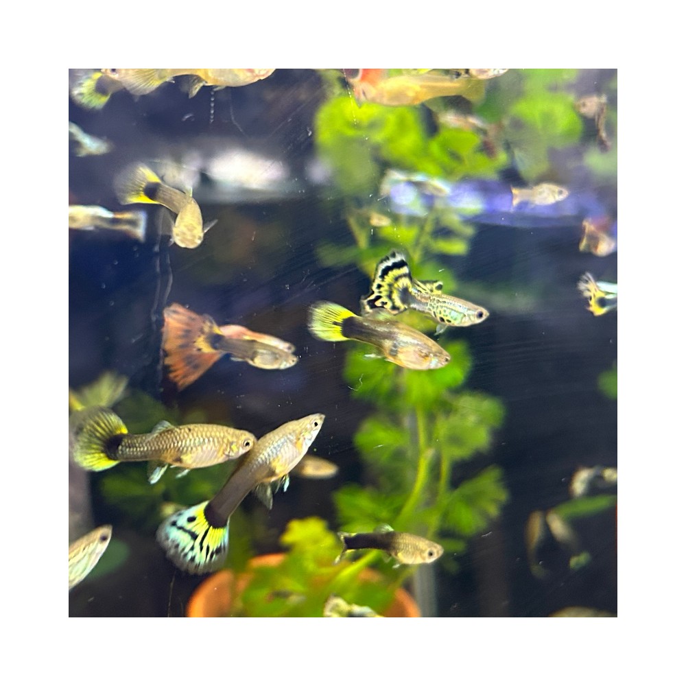 Pez Lebiste o Guppy MACHO - Acuario Acuaworld
