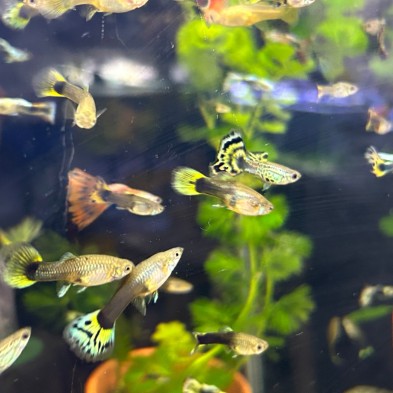 Pez Lebiste o Guppy MACHO - Acuario Acuaworld