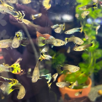 Pez Lebiste o Guppy MACHO - Acuario Acuaworld