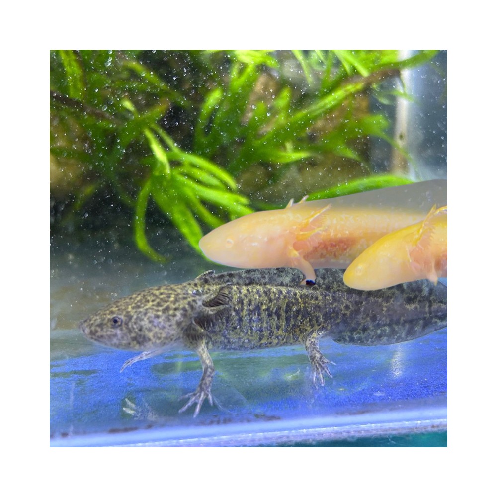 Axolote Salvaje y Albino - Acuario Acuaworld