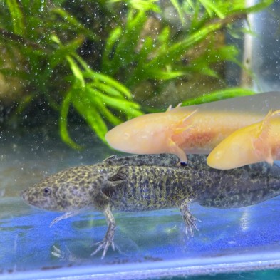 Axolote Salvaje y Albino - Acuario Acuaworld