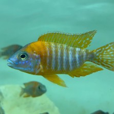Pez Ciclido Labidochromis Hongi Sweden - agua templada
