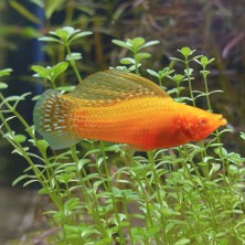 Pez Molly Velifera Red - agua templada