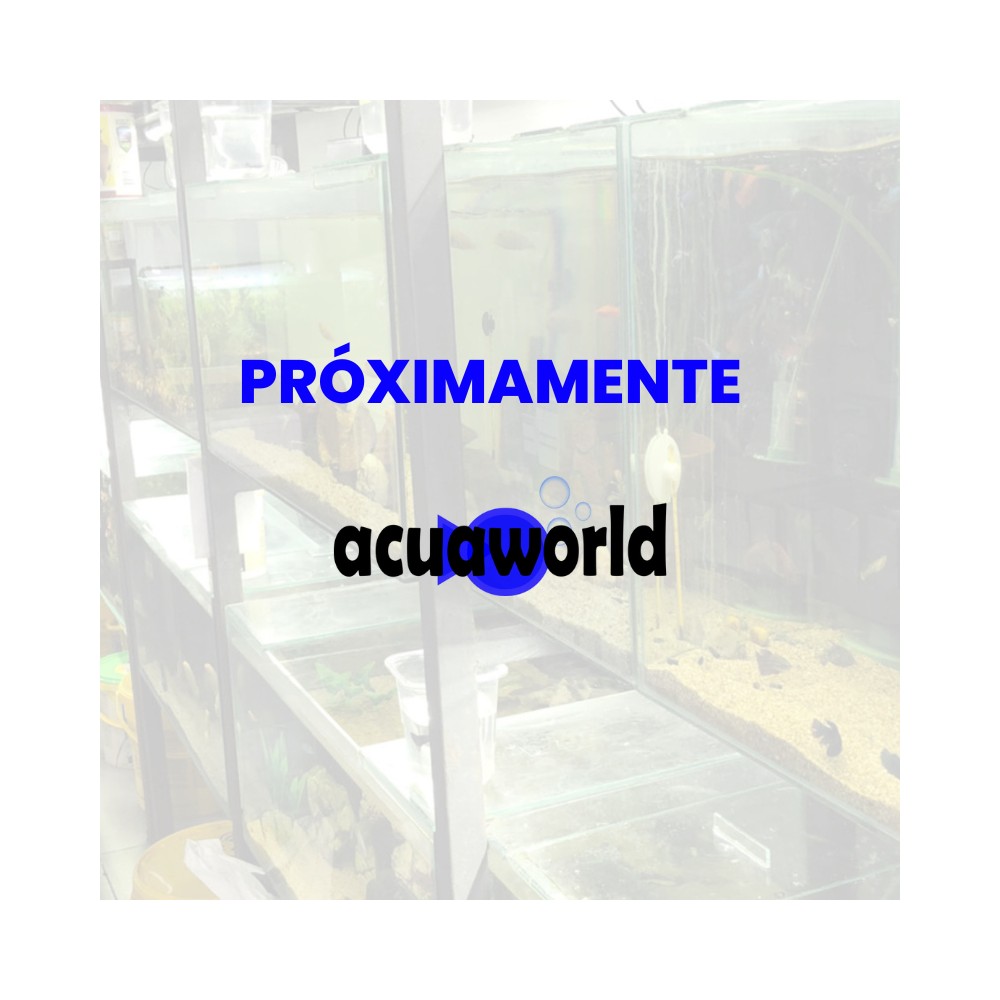 Pez Ciclido Haplochromis electric blue iceberg - agua templada