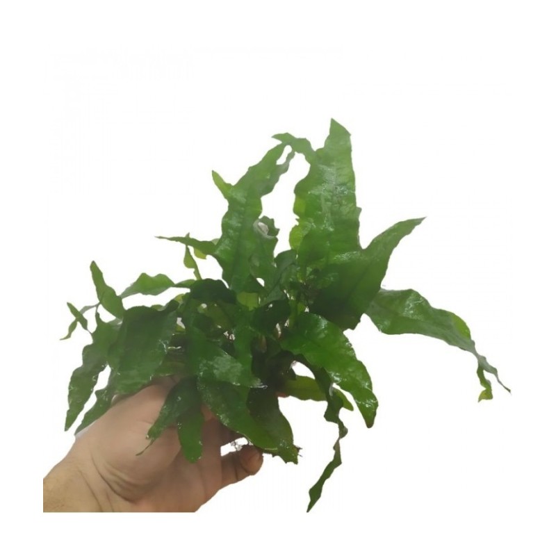 Plantas naturales acuario plantado