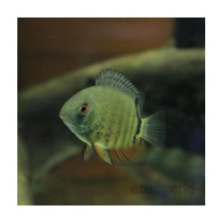 Pez Severum Salvaje - Agua templada