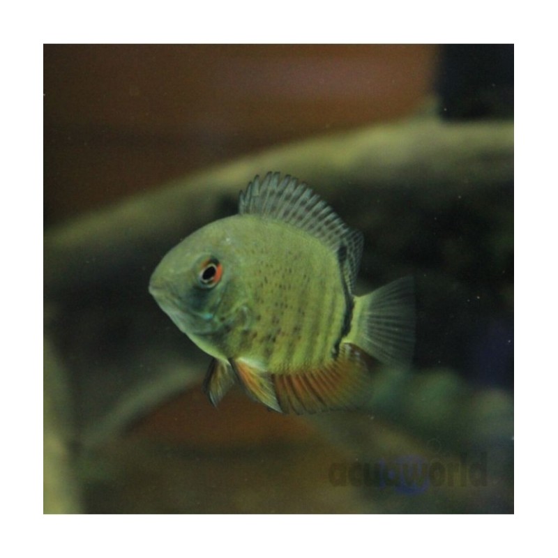 Pez de agua templada Severum - Acuario Acuaworld