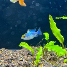 Ramirezi blue ciclido enano - Pez tropical