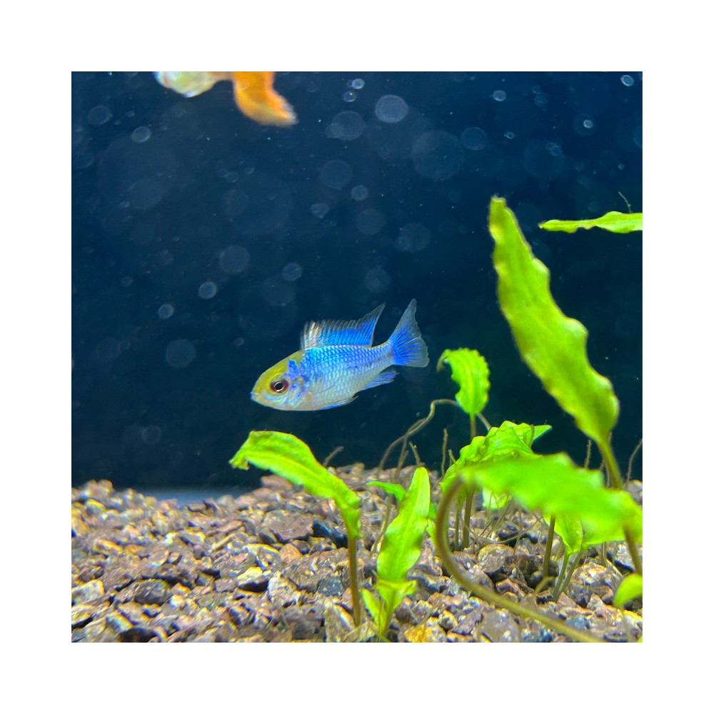 Ramirezi blue ciclido enano - Pez tropical