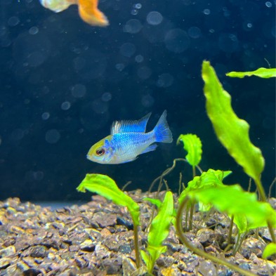 Ramirezi blue ciclido enano - Pez tropical